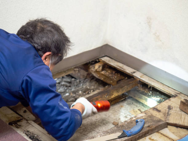 Best Certified Mold Removal  in Lemmon, SD