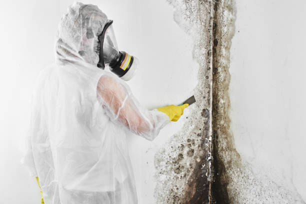 Reliable Lemmon, SD Mold Removal Solutions
