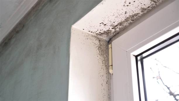 Crawl Space Mold Removal in Lemmon, SD