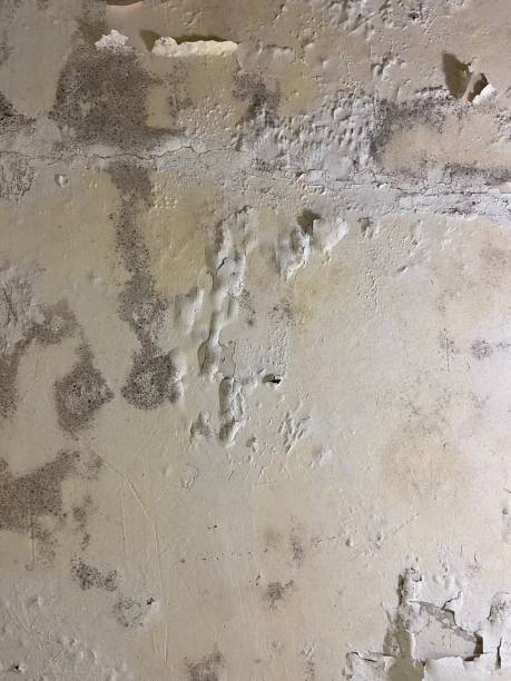 Best Local Mold Removal Service  in Lemmon, SD