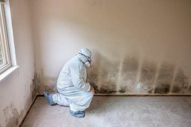Best Office Mold Removal Services  in Lemmon, SD