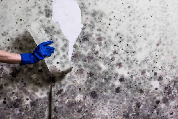 Best Crawl Space Mold Removal  in Lemmon, SD